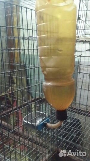 Нипельная поилка