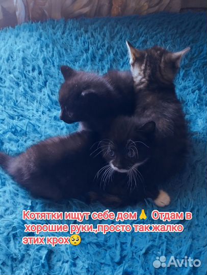 Отдам в добрые руки