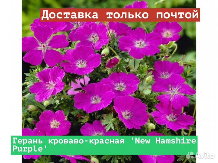 Герань кроваво-красная New Hamshire Purple