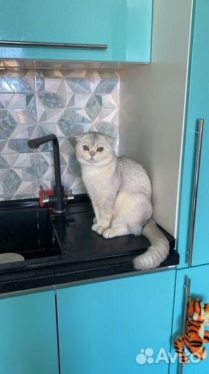 Британский кот вязка