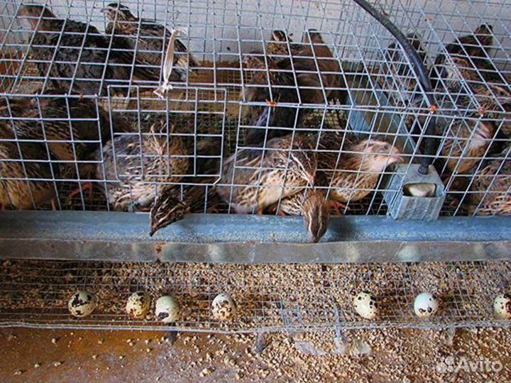 Яйца перепелиные, инкубационные, домашние,мясо