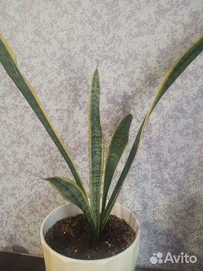 Сансевиерия, традесканция,крассула