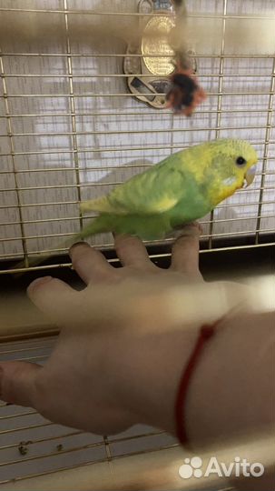 Чехи выставочные волнистые попугаи девочки