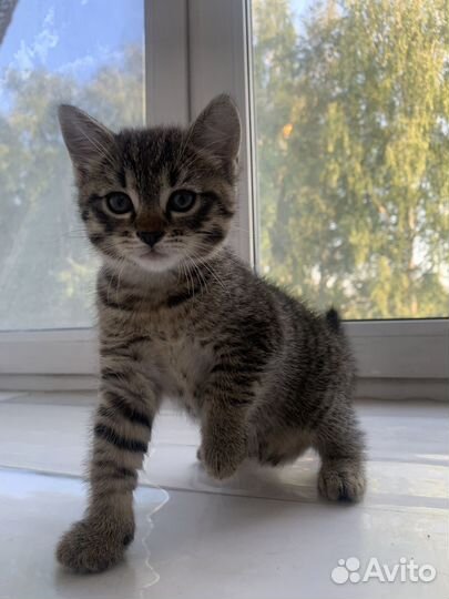 Котенок