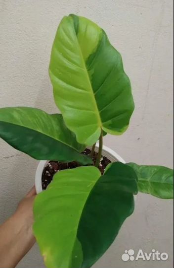 Филодендрон Jungle Fever variegat