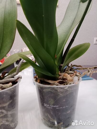 Орхидея фаленопсис