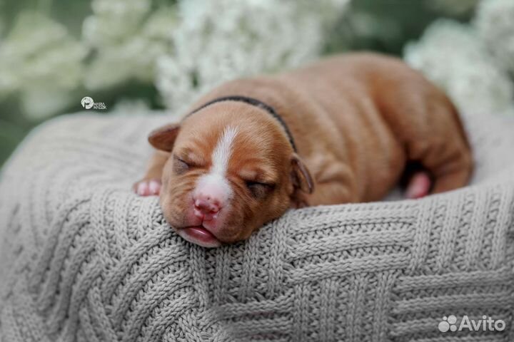 Щенки Питбуля