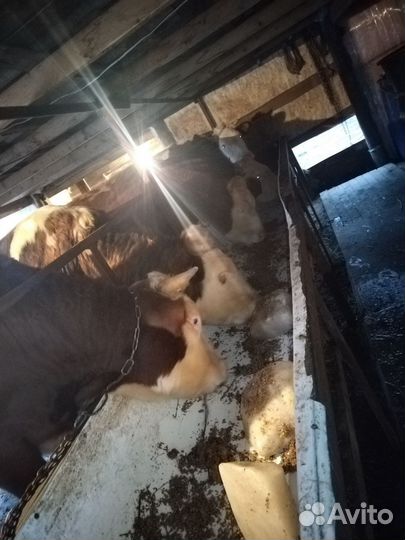 Продажа бычков