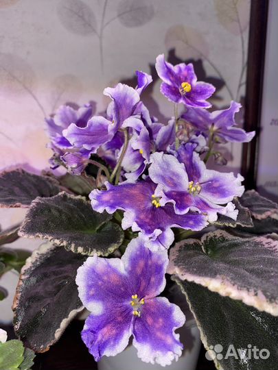 Фиалка черенки детки