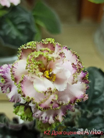 Сортовые фиалки