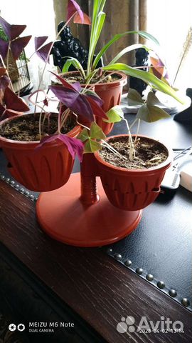 Алоэ, Оксалисы и Хлорофитум