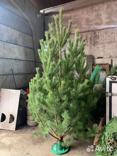 Ель сосна пихта