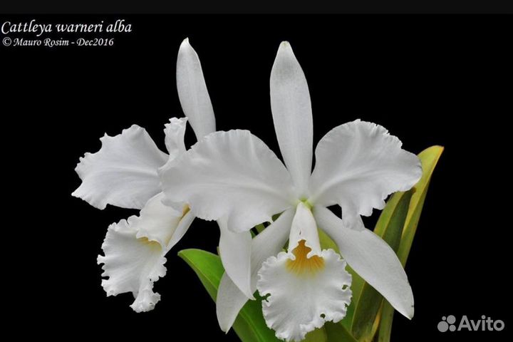 Орхидеи редкие