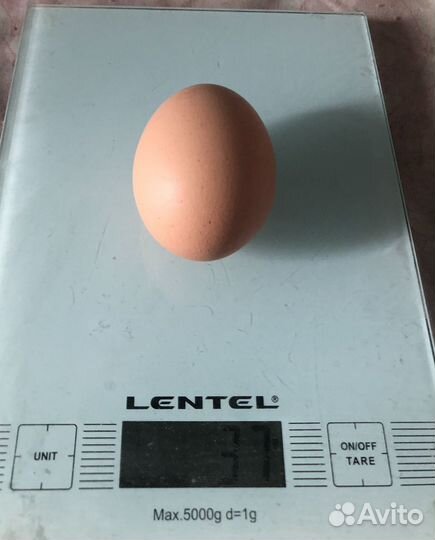 Инкубационное яйцо кур