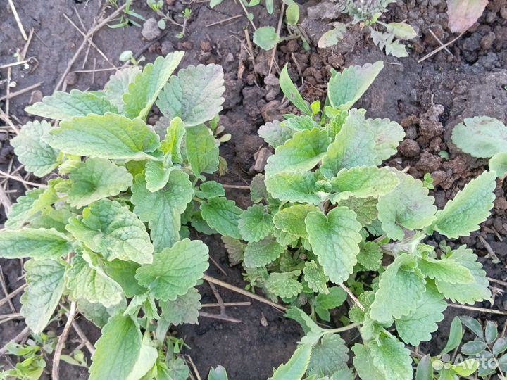 Чеснок на посадку, мелисса, мята