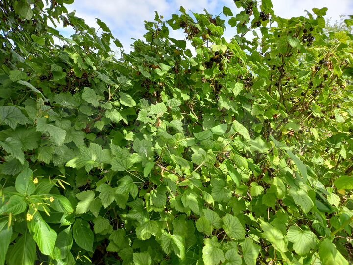 Участок 6,5 сот. (СНТ, ДНП)