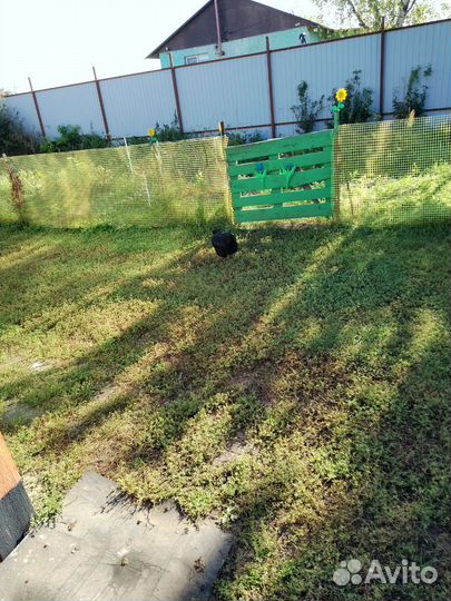 Куры молодки