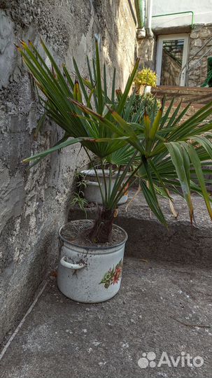 Пальма Трахикарпус Форчуна