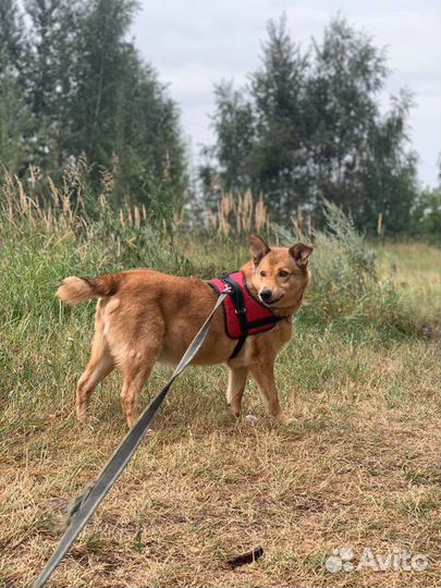 Собака-улыбака Монечка