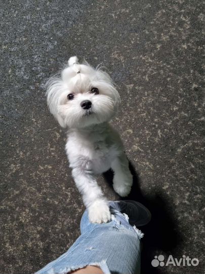 Мальтезе Вязка