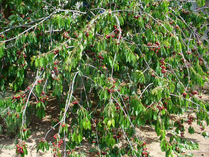 Участок 12 сот. (СНТ, ДНП)