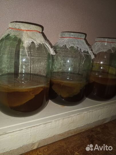 Чайный гриб комбуча