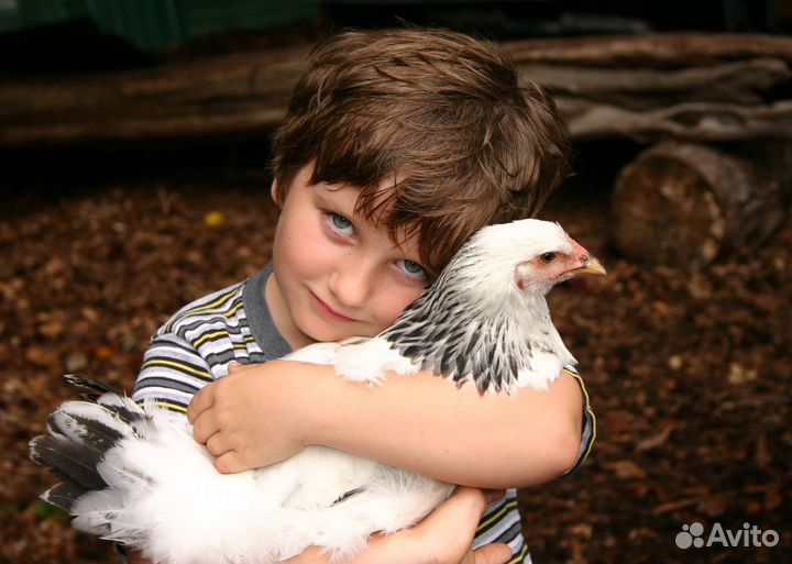 Куры несушки Белые