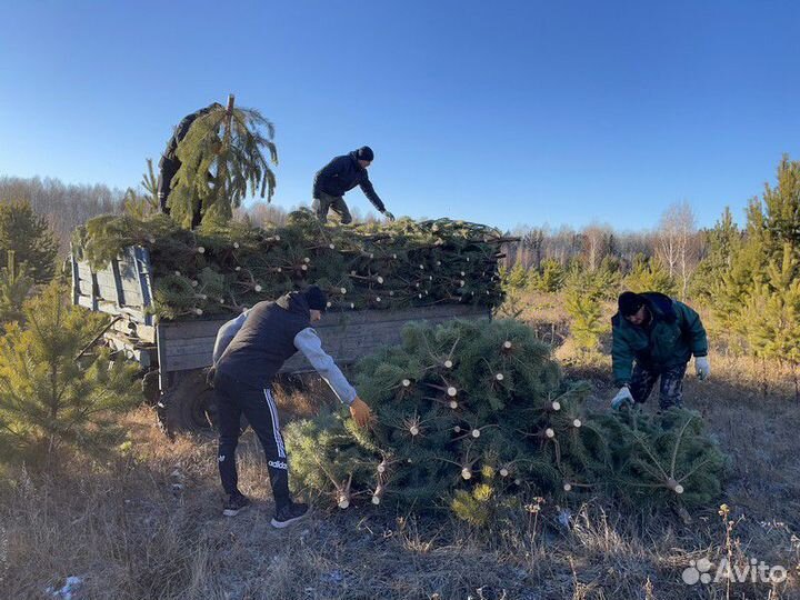 Сосна Оптом