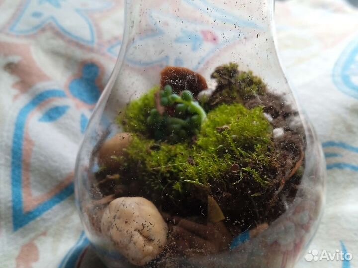 Вечный терариум