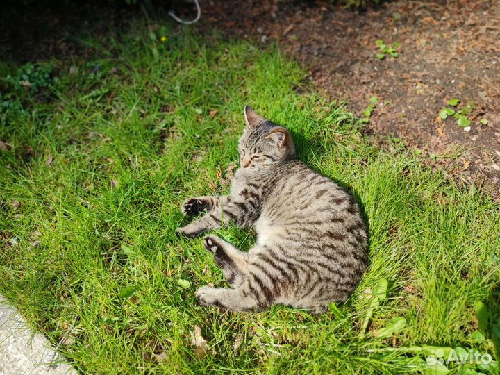 Котик Кошарик