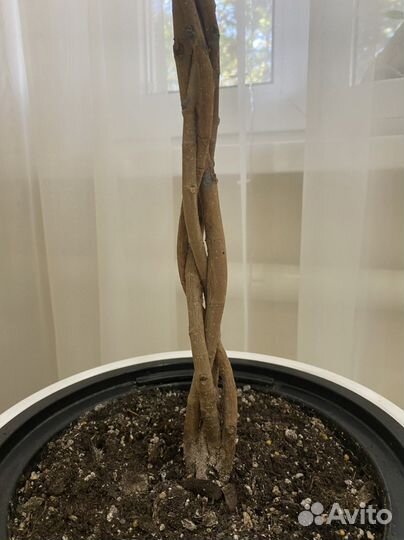 Фикус макломе