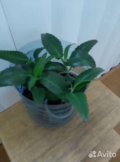 Каланхоэ - Чихунчик