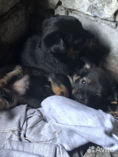 Щенок в добрые руки