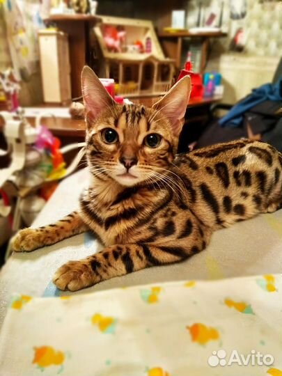 Бенгальская кошка
