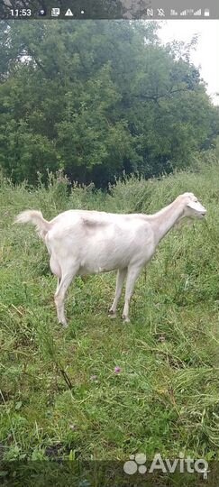 Продаются дойные козы