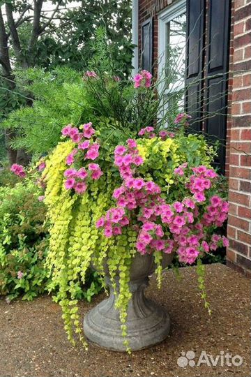 Вербейник монетчатый