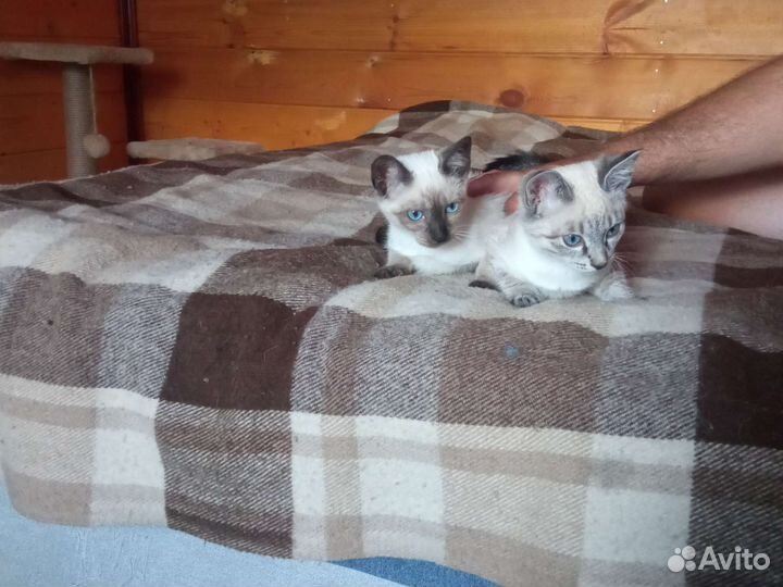 Тайские котята