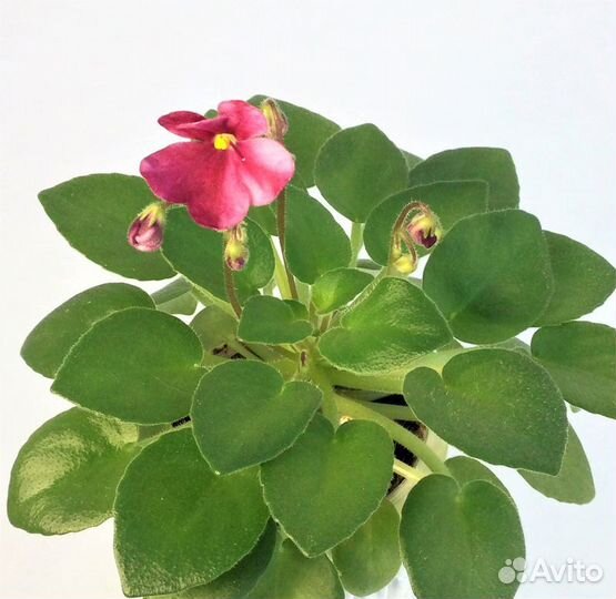 Цветущие фиалки мини и полумини