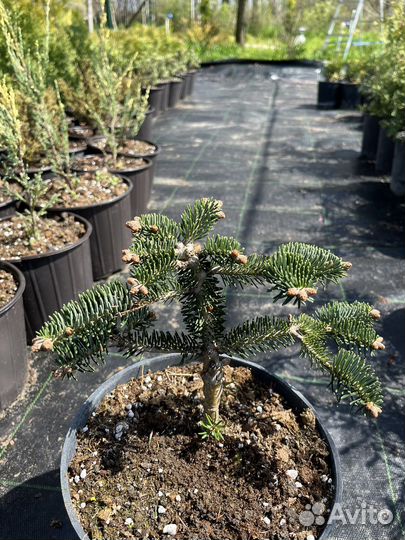 Хвойные растения