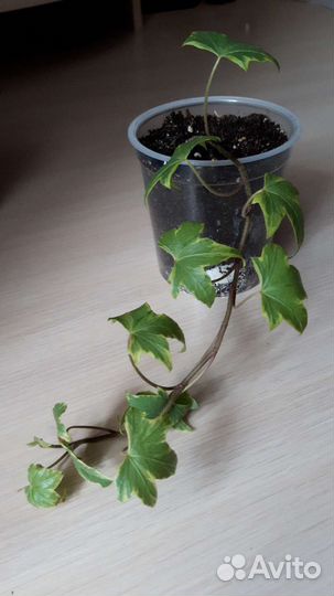 Плющ хедера