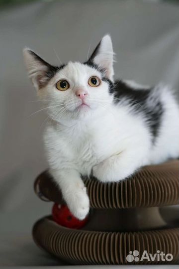 Трогательная Котёночек ищет дом