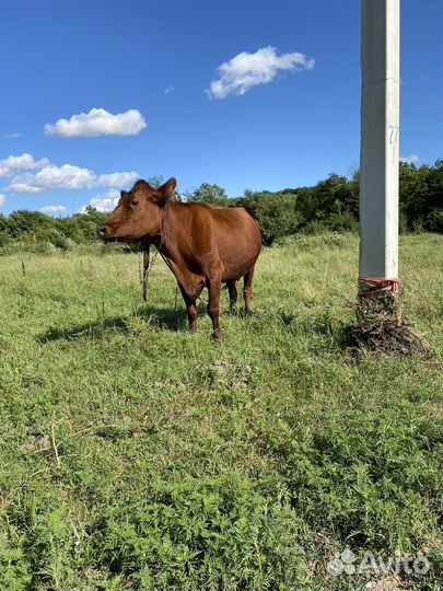 Телята месной и молчной породы
