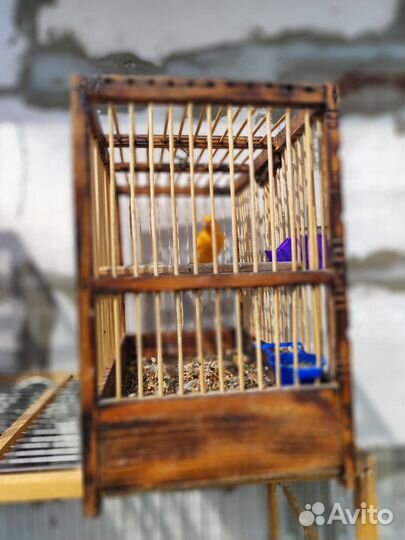 Кенара молодые