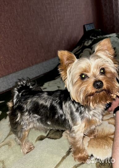 Вязка Йоркширский терьер мини