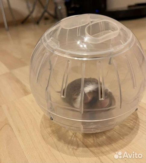 Шар для прогулок хомяка