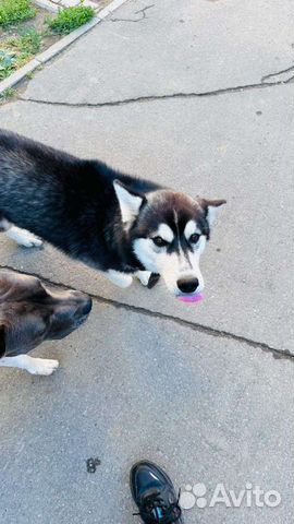 Найдена собака, Сибирский хаски объявление продам