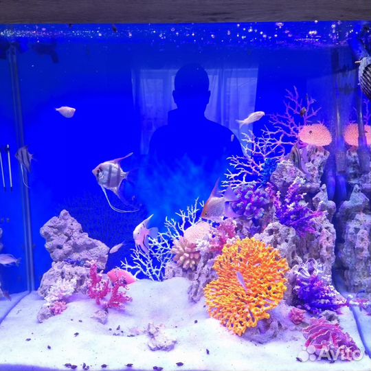 Обслуживание аквариумов