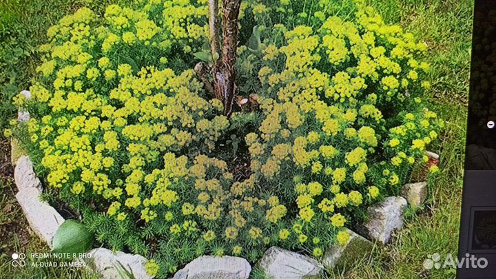 Ирис болотный