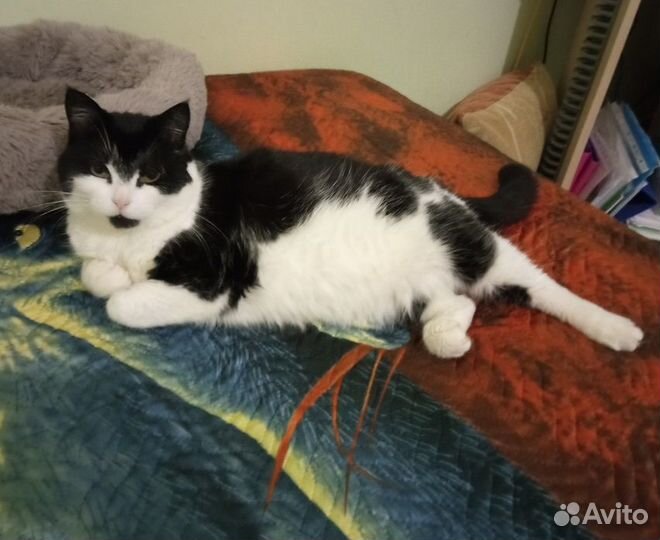 Муся ищет дом