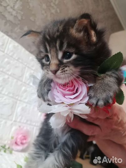 Котики мейн-кун с документами